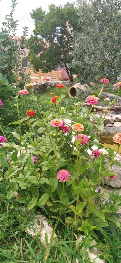 Albero Della Musica Bed & Breakfast Сасари Екстериор снимка